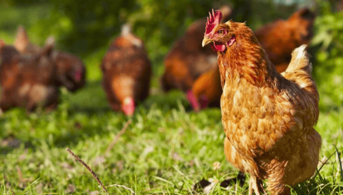 Envío a Australia de una Línea de Producción de Estiércol de Pollo de 1 t/h