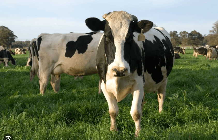 ¿Cómo Descomponer el Estiércol de Vaca Rápidamente?